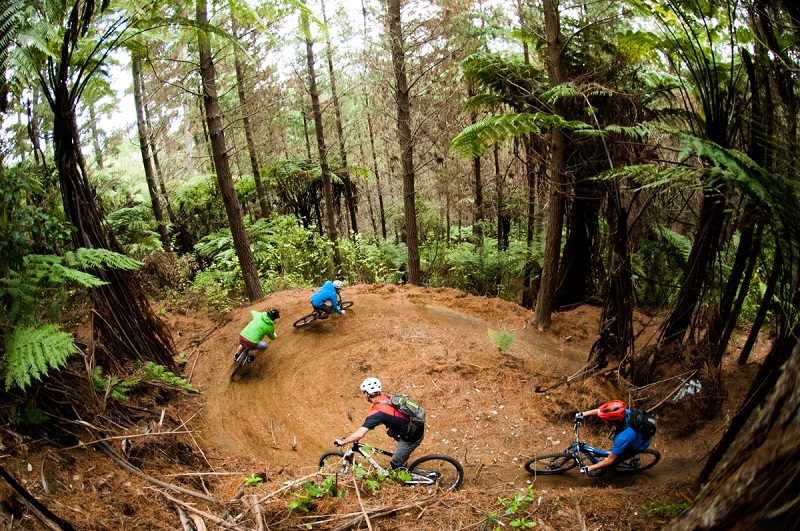 redwoods mountain biking